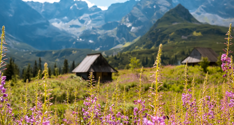 zakopane virselis