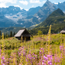 zakopane virselis