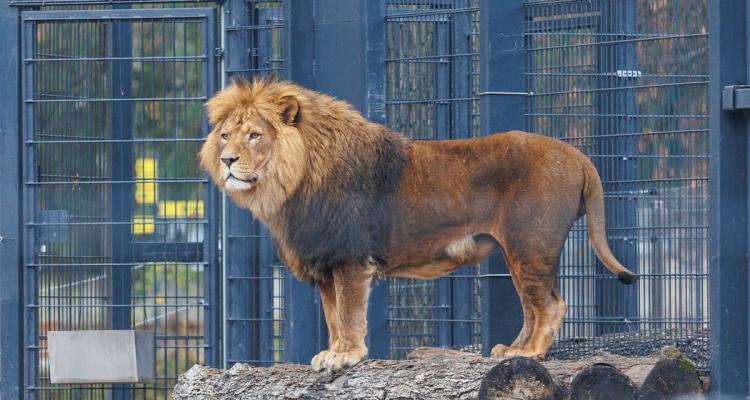 Kaunas zoo liutas