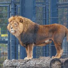 Kaunas zoo liutas