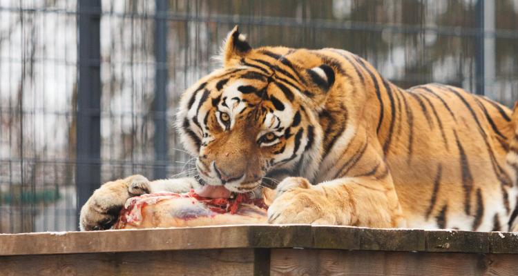 Kaunas zoo tigras
