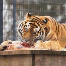 Kaunas zoo tigras