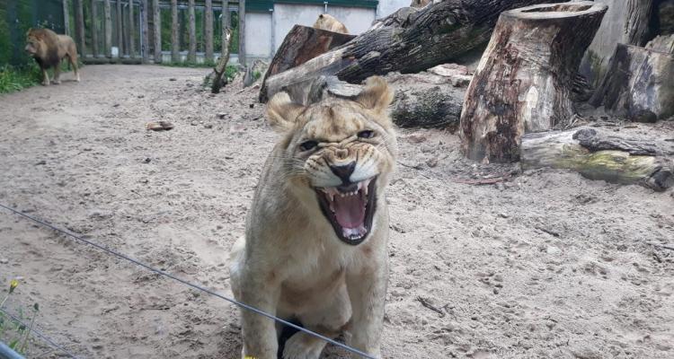 ryga zoo 2