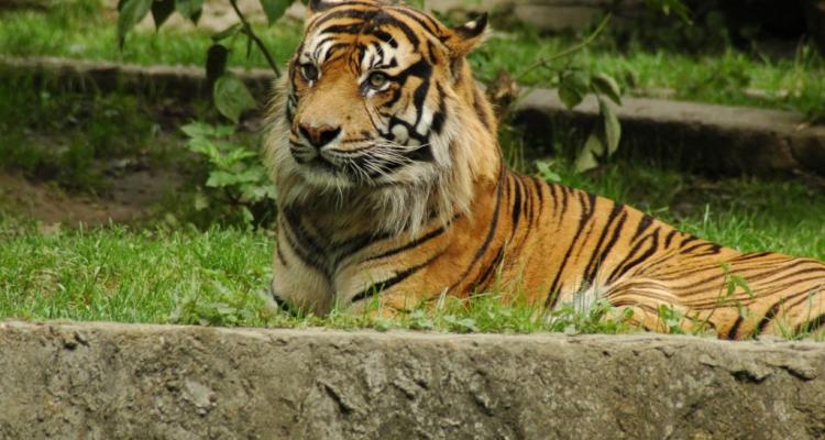 varsuvos zoo