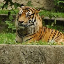 varsuvos zoo